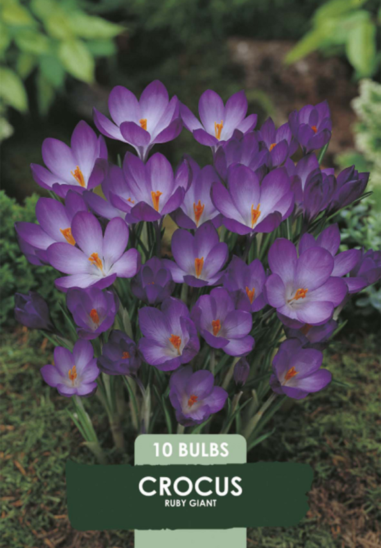 Crocus Ruby Giant x 10 5/6