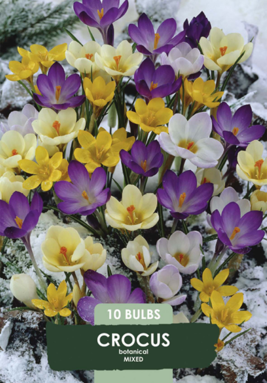 Crocus Botanical Mixed x10 5/6
