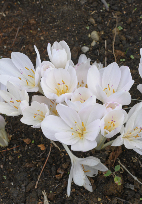 Autumnale Album 14/+