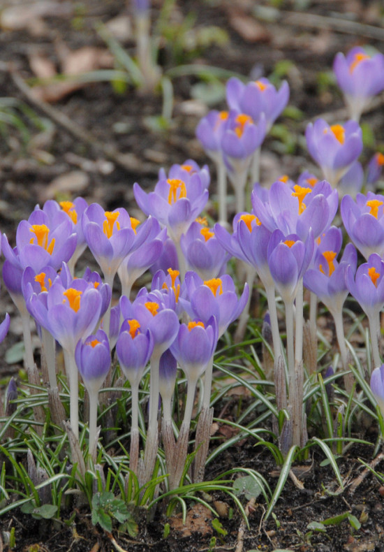 Botanisch Barr's Purple 5/+