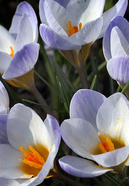 vernus blue ice  5/7