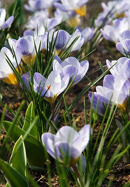 vernus blue ice  5/7