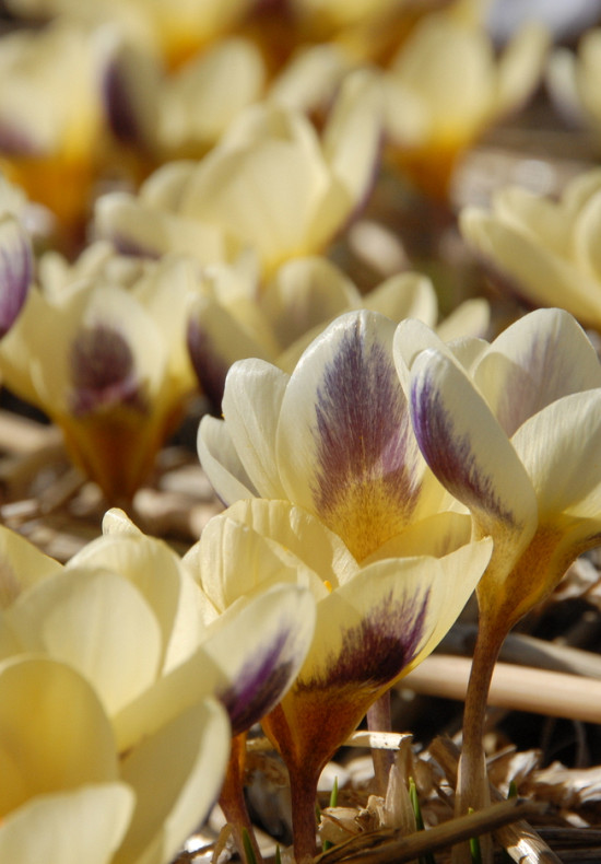 Botanisch Jeannine 5/7