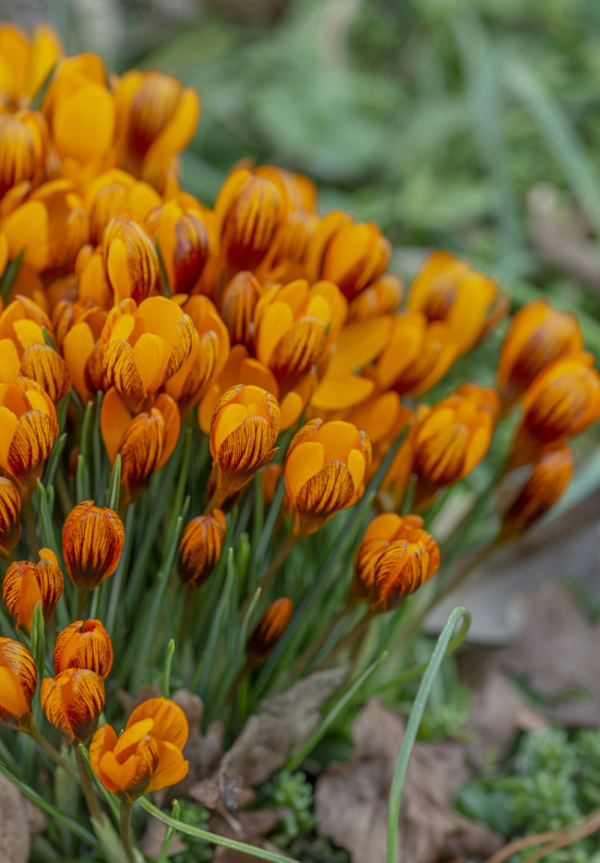 Botanisch Orange monarch 5/7
