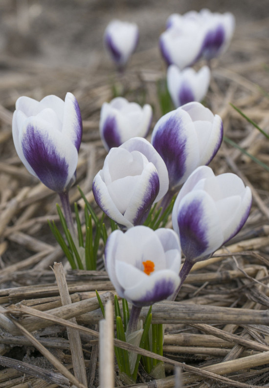 Botanisch Prins Claus 5/+