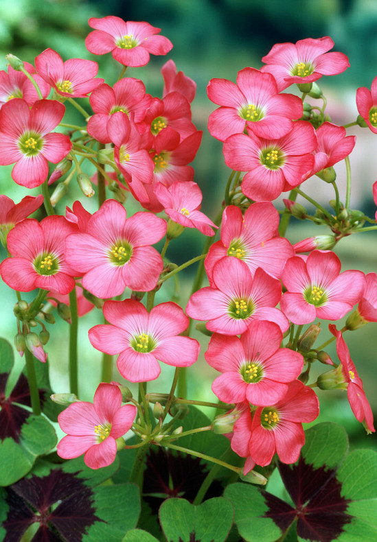 Deppei Iron Cross 5/+