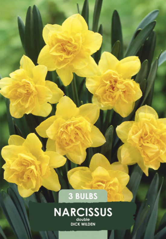 Narcissus Dick Wilden x3 14/16