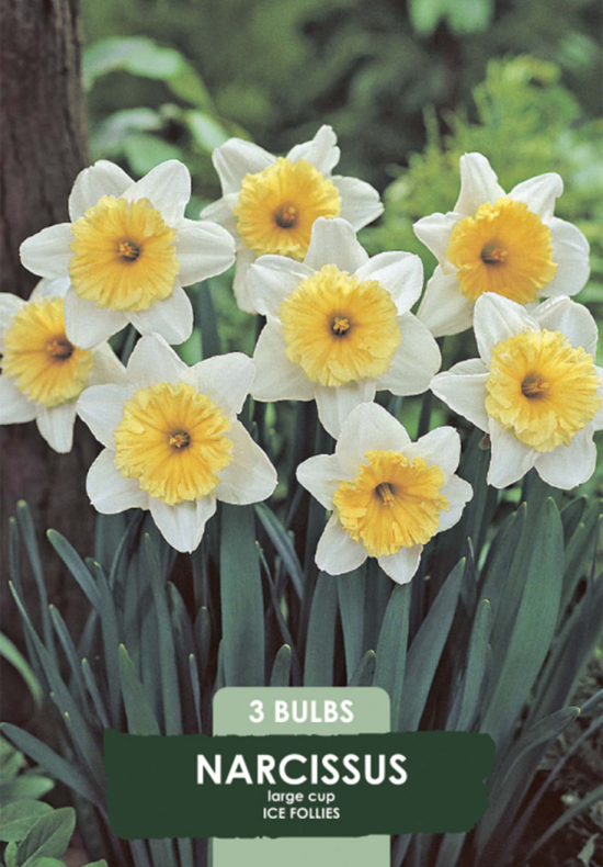 Narcissus Ice Follies x3 14/16