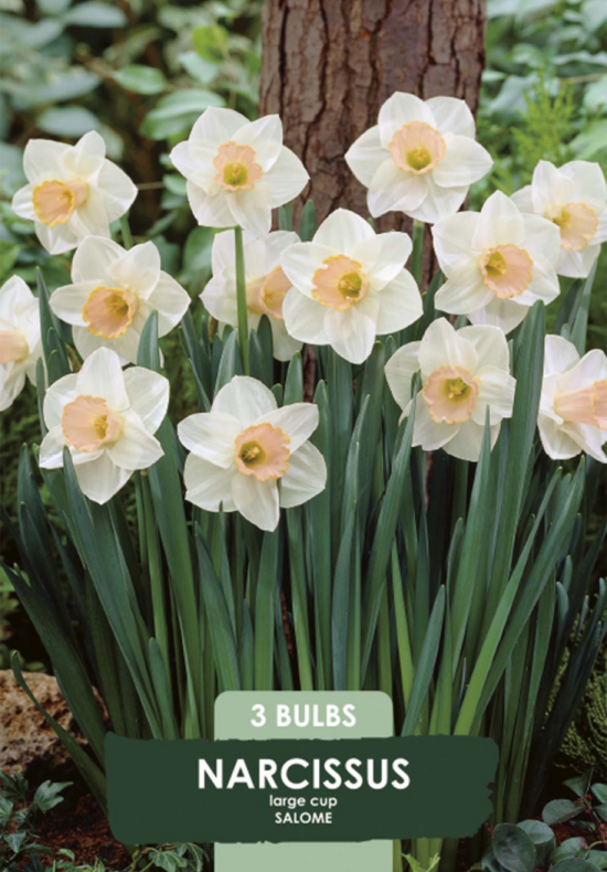 Narcissus Salome x3 14/16