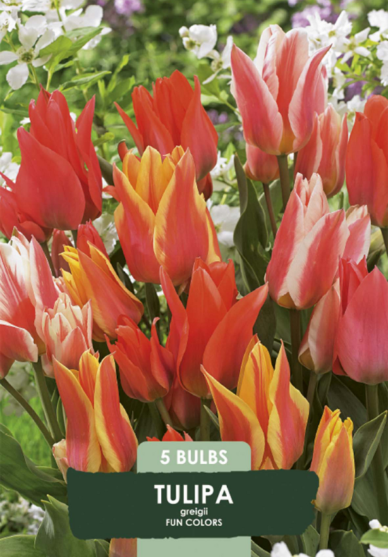 Tulipa Fun Colours x5 10/11