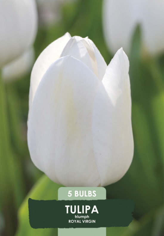 Tulipa Royal Virgin x5 10/11