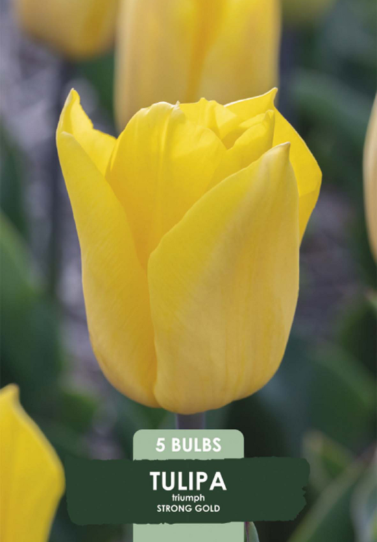 Tulipa Strong Gold x5 10/11