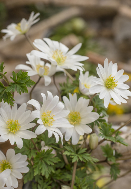 Blanda White Splendoor 8/+