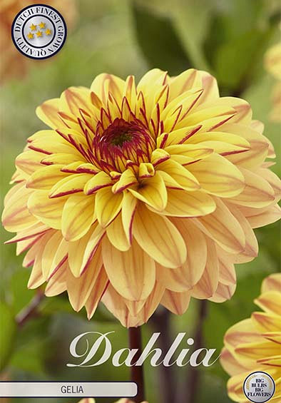 Dahlia Ball Gelia x 1 I I