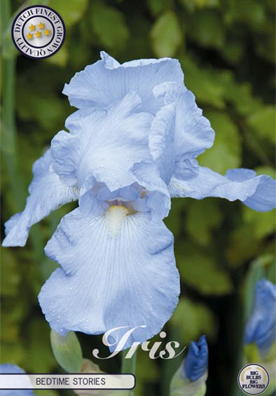 Iris Germanica Bedtime story's x1 I