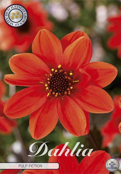 Dahlia Anemone Pulp Fiction 1x l I