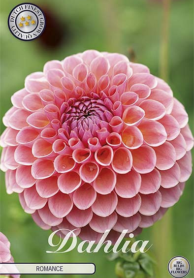 Dahlia Deco. Romance x1 l I