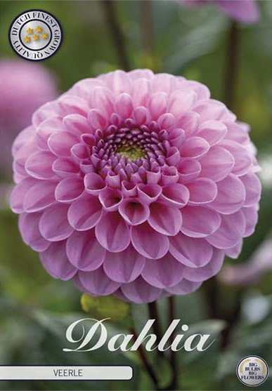 Dahlia Ball Veerle x1 I I