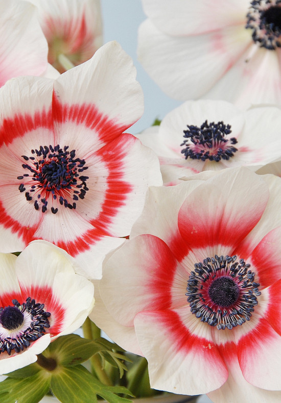 Bicolor Coronaria 5/6