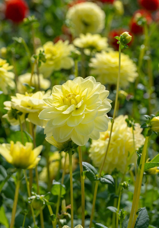 Glorie of Heemstede I