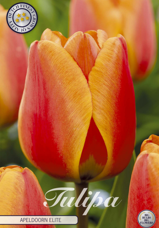 Tulp Darwin Apeldoorn Elite x10 12/+
