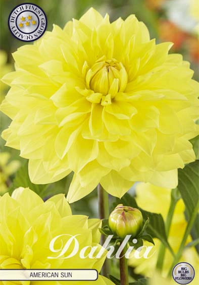 Dahlia American Sun x1 I .