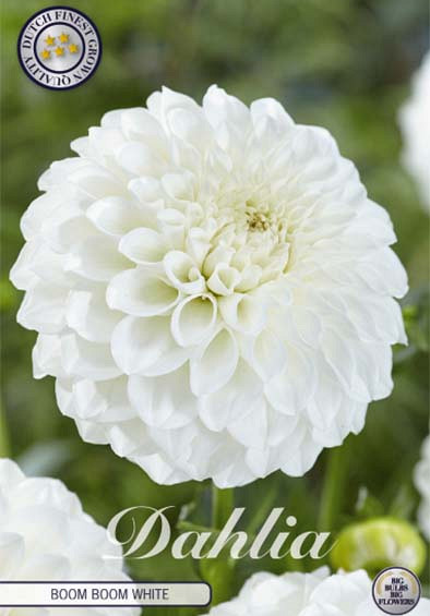 Dahlia Ball Boom Boom White x1 l .