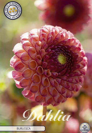 Dahlia Ball Burlesca x1 l .