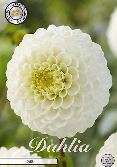 Dahlia Ball Caro x1 l .