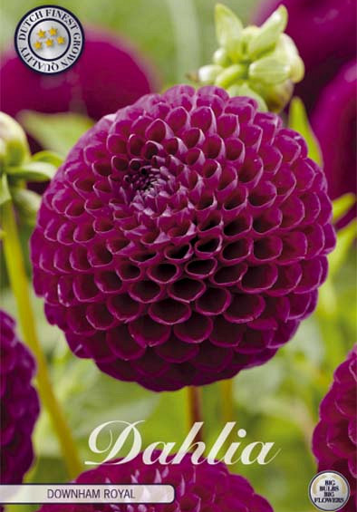 Dahlia Ball Downham Royal x1 l .