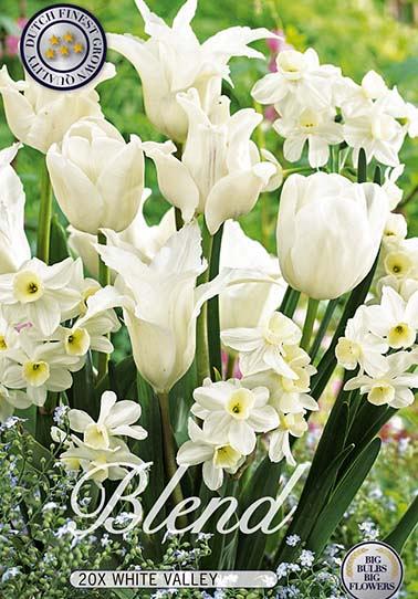 Blend Tulipa/Narcissus White Valley x20 12/14