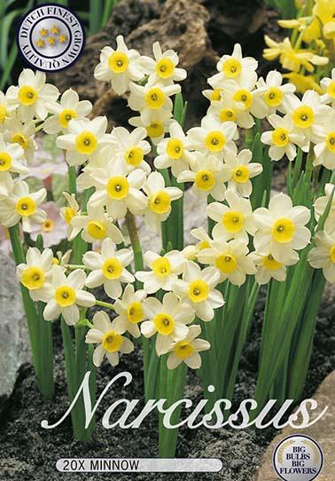 Narcis Botanical Minnow x20 12/14