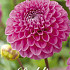 Dahlia Ball Happy Hour x1 l .