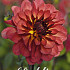 Dahlia Deco. Antibes x1 l .