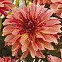 Dahlia Deco. Decora x1 l .
