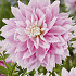 Dahlia Deco. Evanah x1 l .