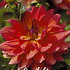 Dahlia Deco. Firepot x1 l .