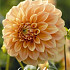 Dahlia Deco. Garden Jubilee x1 l .