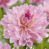Dahlia Deco. Garden Sensation x1 l .