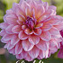 Dahlia Deco. Great Silence x1 l .