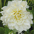 Dahlia Deco. Ice Breaker x1 l .