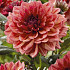 Dahlia Deco. Invitation x1 l .