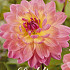Dahlia Deco. Ken's Rarity x1 l .