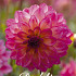 Dahlia Deco. Loe x1 l .