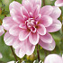 Dahlia Deco. Pink Perception x1 l .