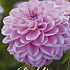 Dahlia Deco. Pink Pop x1 l .
