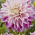 Dahlia Deco. Purple Explosion x1 l .