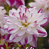Dahlia Deco. Saint Martin x1 l .