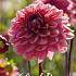 Dahlia Deco. Salmon Runner x1 l  .