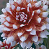 Dahlia Deco. Striped Duet x1 l .